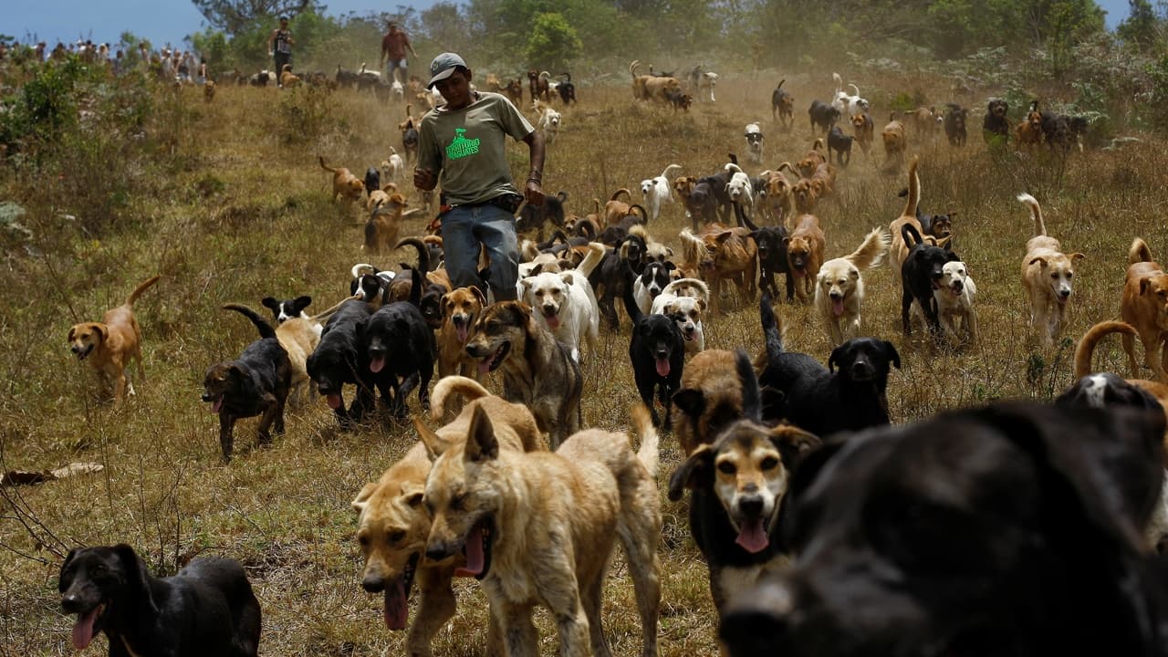 Una llar per als gossos abandonats
