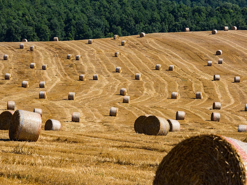 La catifa d’or de Lladurs