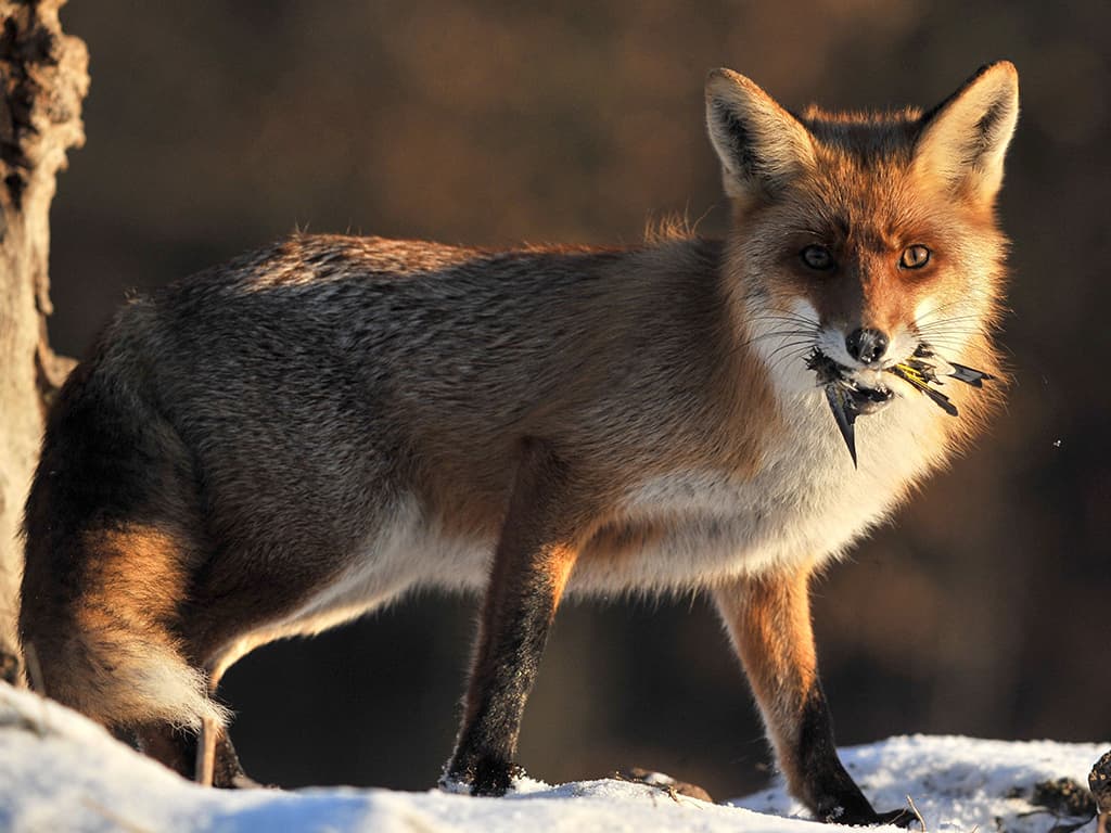 Expertes en supervivència