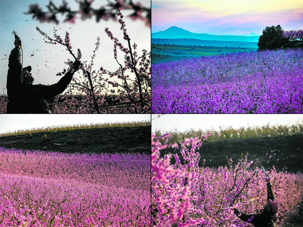 Aitona, una postal rosa
