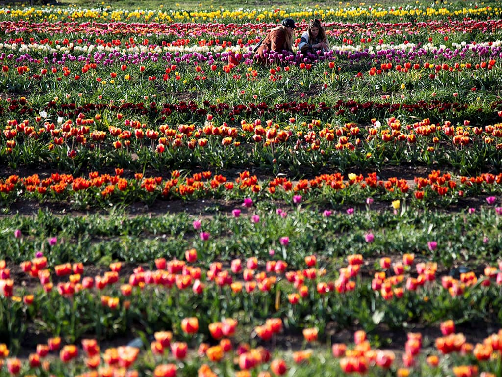 Un món de tulipes