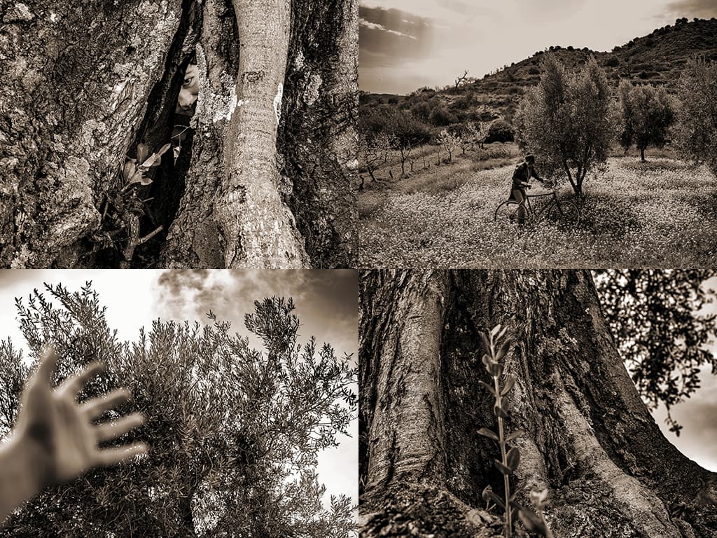 Oliveres amb història