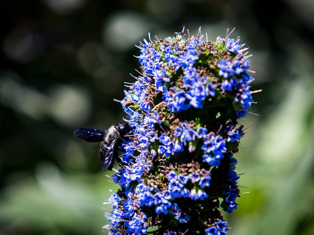 La primavera dels borinots