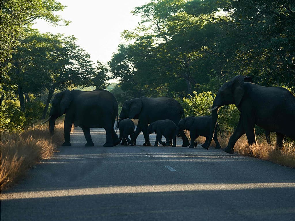 Els elefants i l’ivori