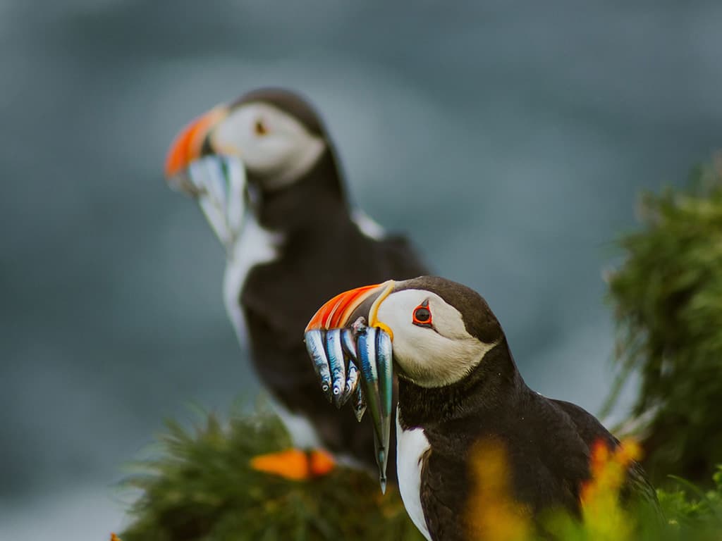 El concurs de fotografia dels amants de la natura