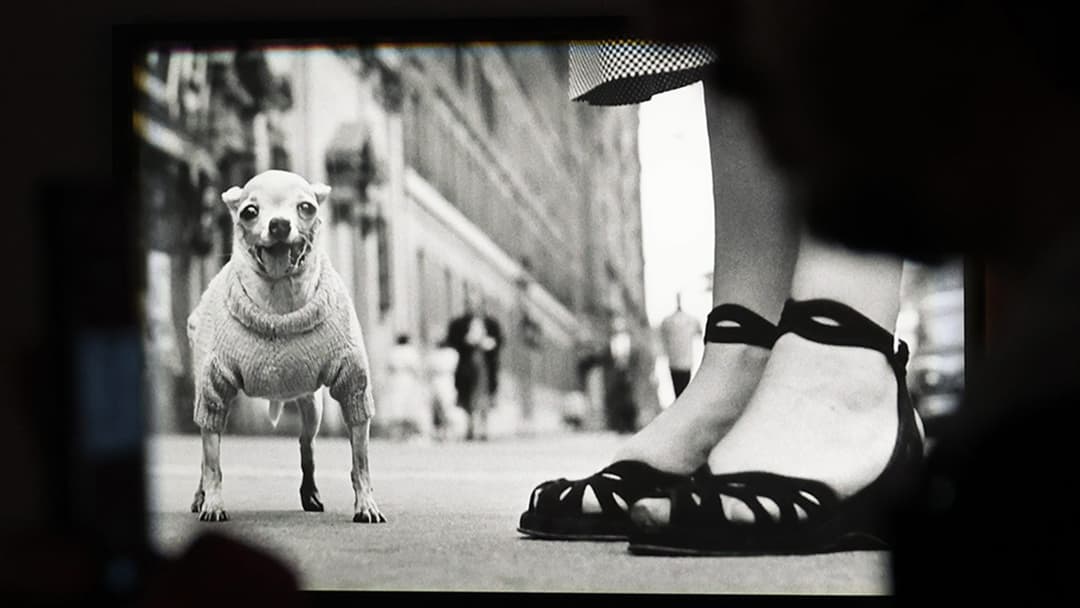 Els gossets d’Elliott Erwitt