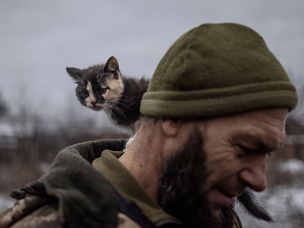 Un gatet enmig de la guerra