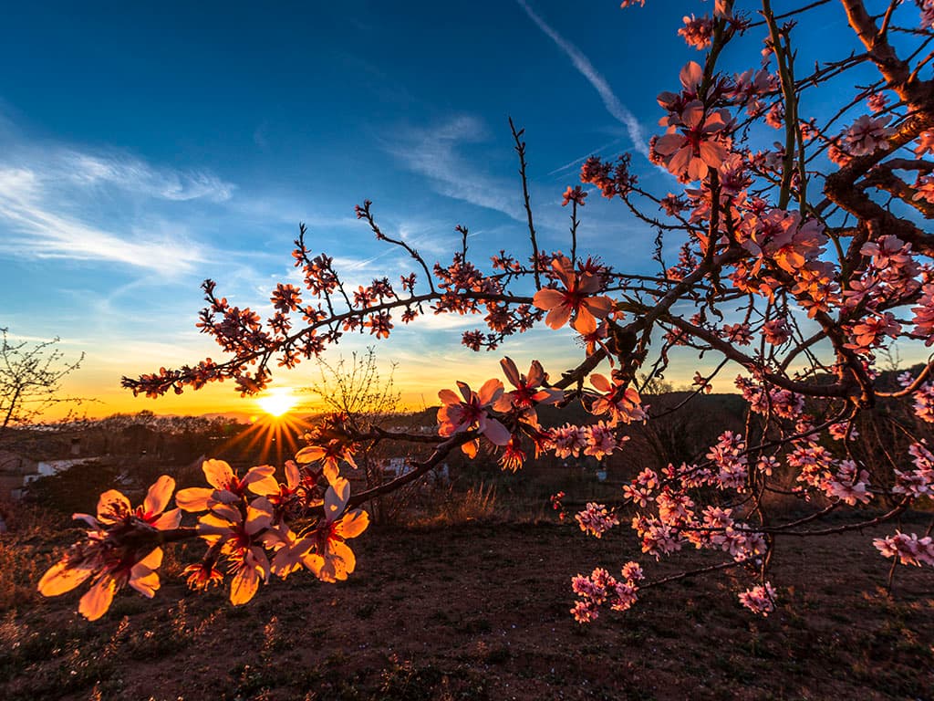 La pionera de les flors