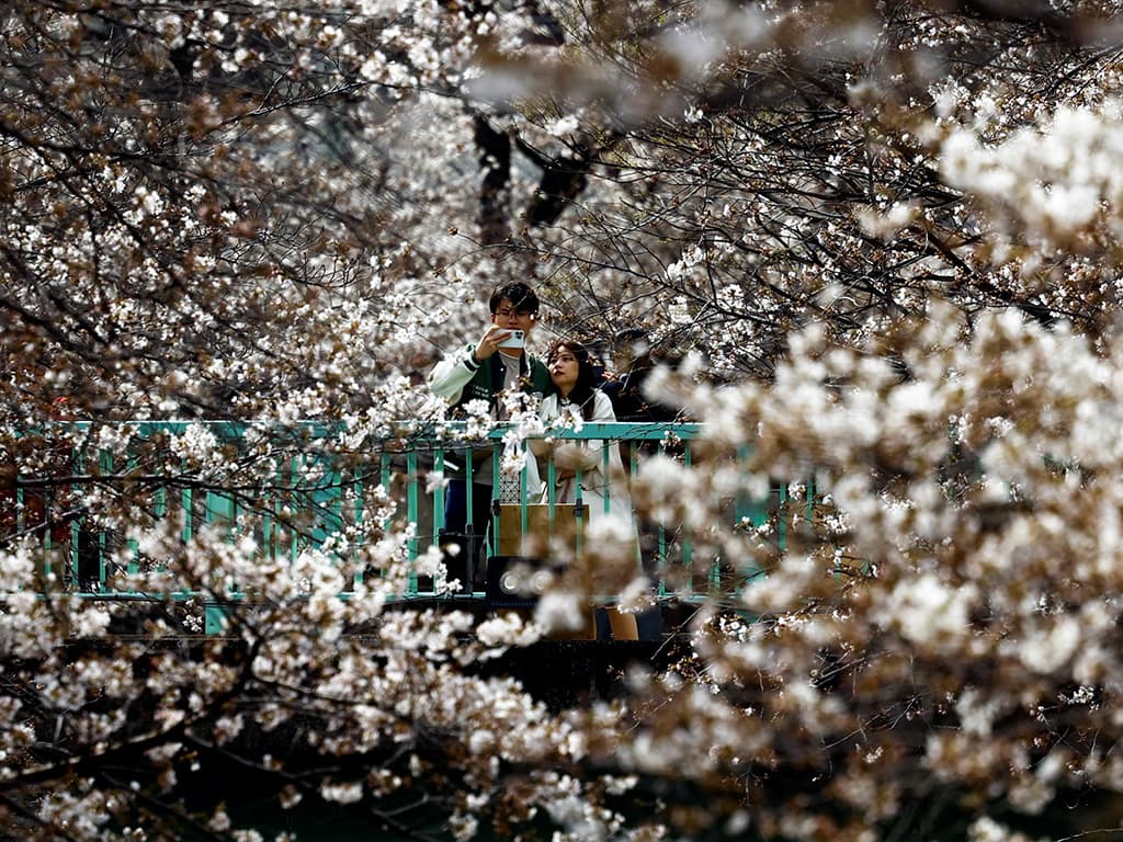 Sakura