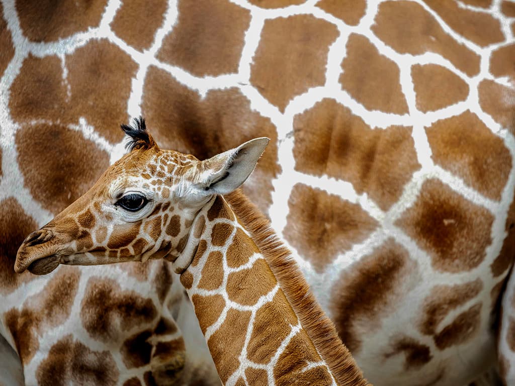 Una girafa de quatre dies