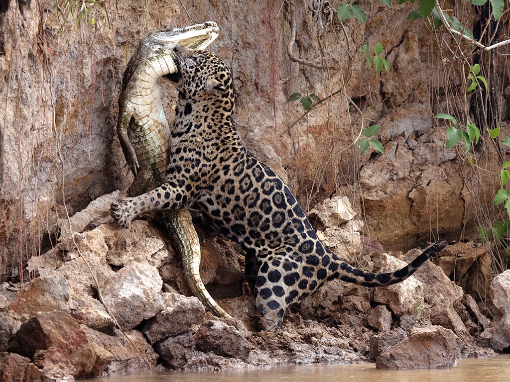 Esquivant l’extinció