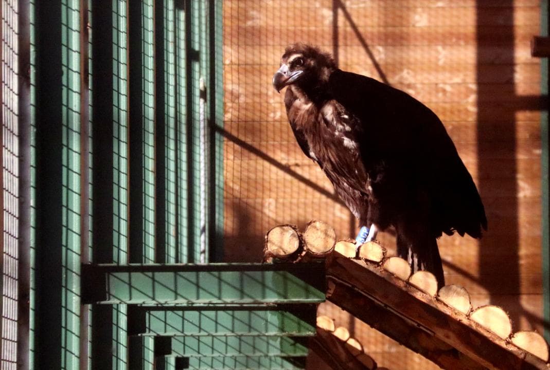 El voltor negre torna als Ports