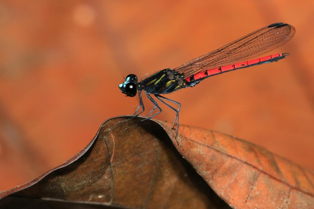 Odonat ‘Chlorocypha’
