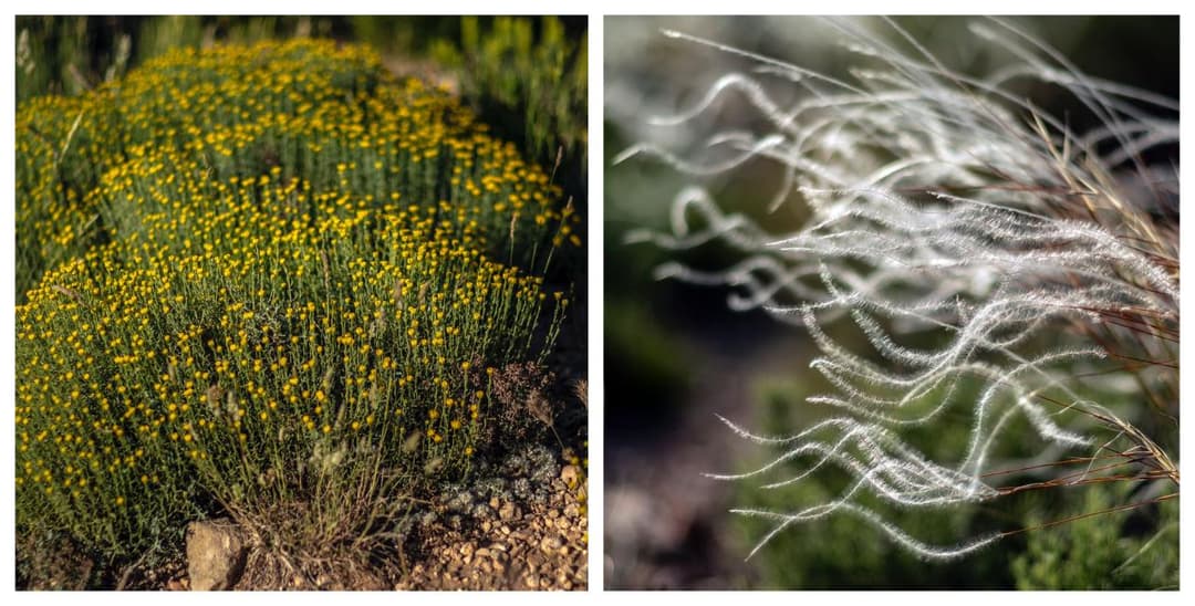 Flors i espigues de primavera