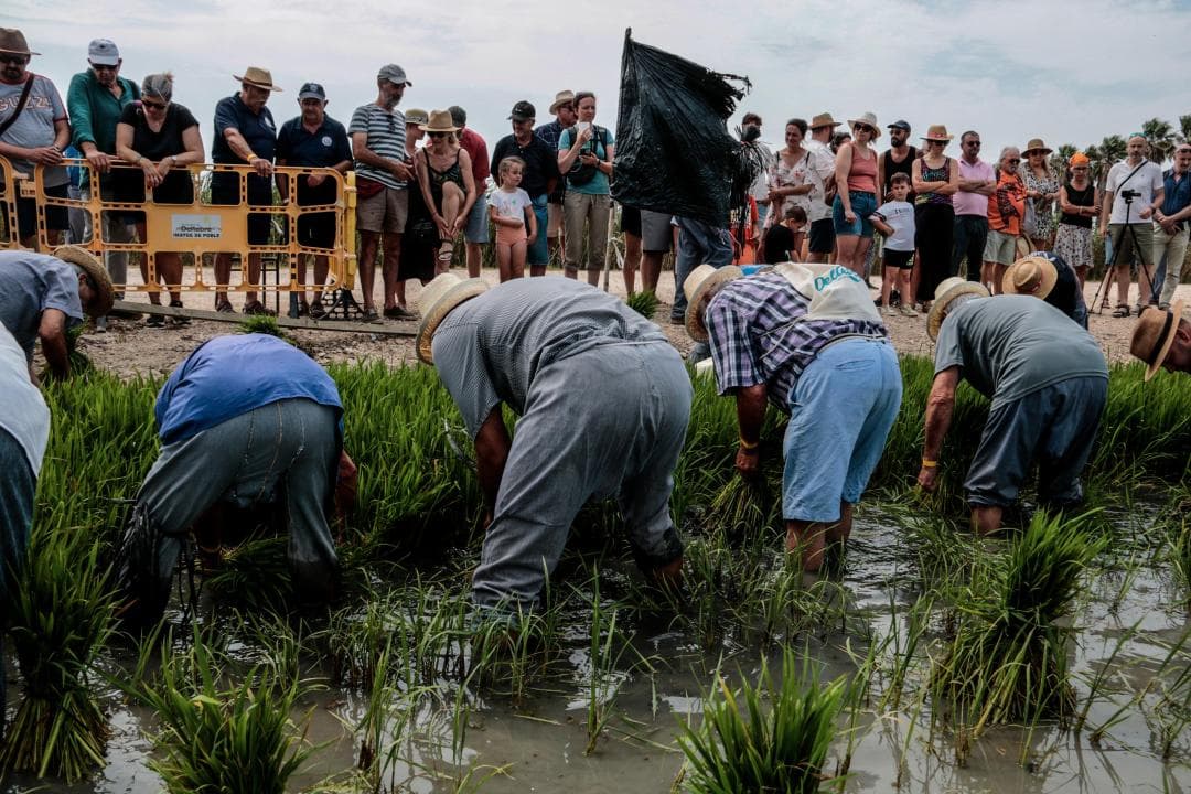 La sembra tradicional de l’arròs