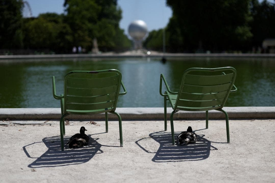 Els ànecs parisencs i la calor