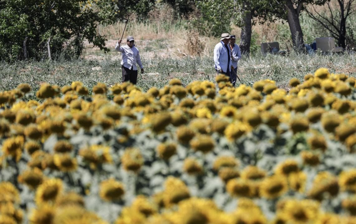 Turquia, al G-7 agrícola