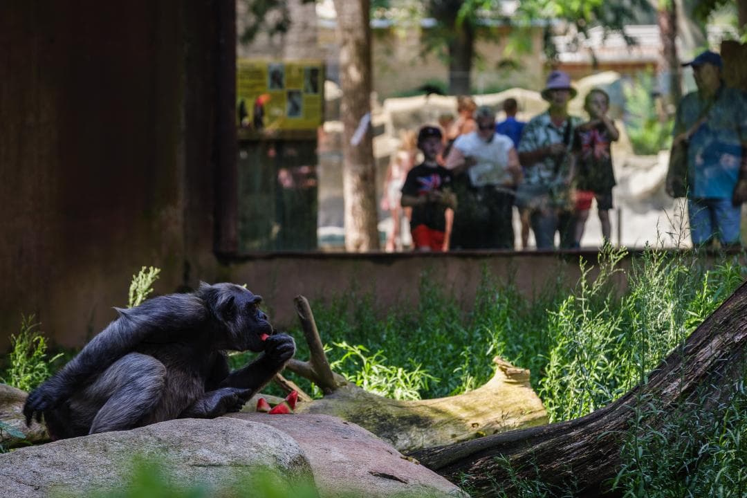 Fruita congelada per fer front a la calor al Zoo de Barcelona