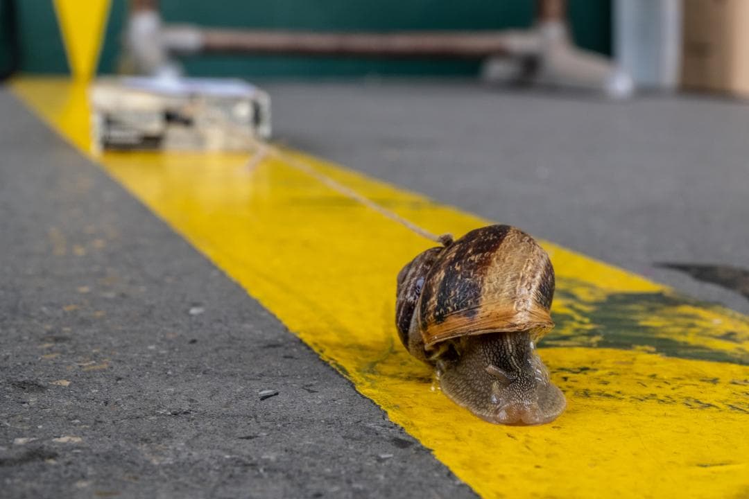 Els cargols, reis de la cursa: de la pista a la cassola