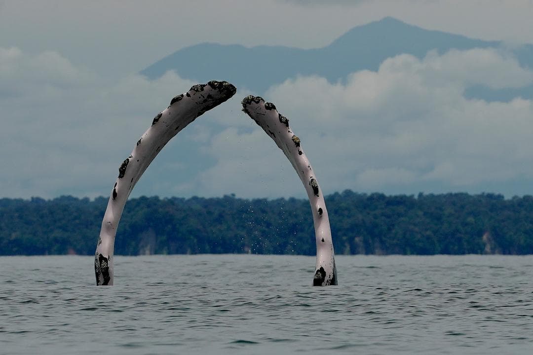 Les primeres lliçons