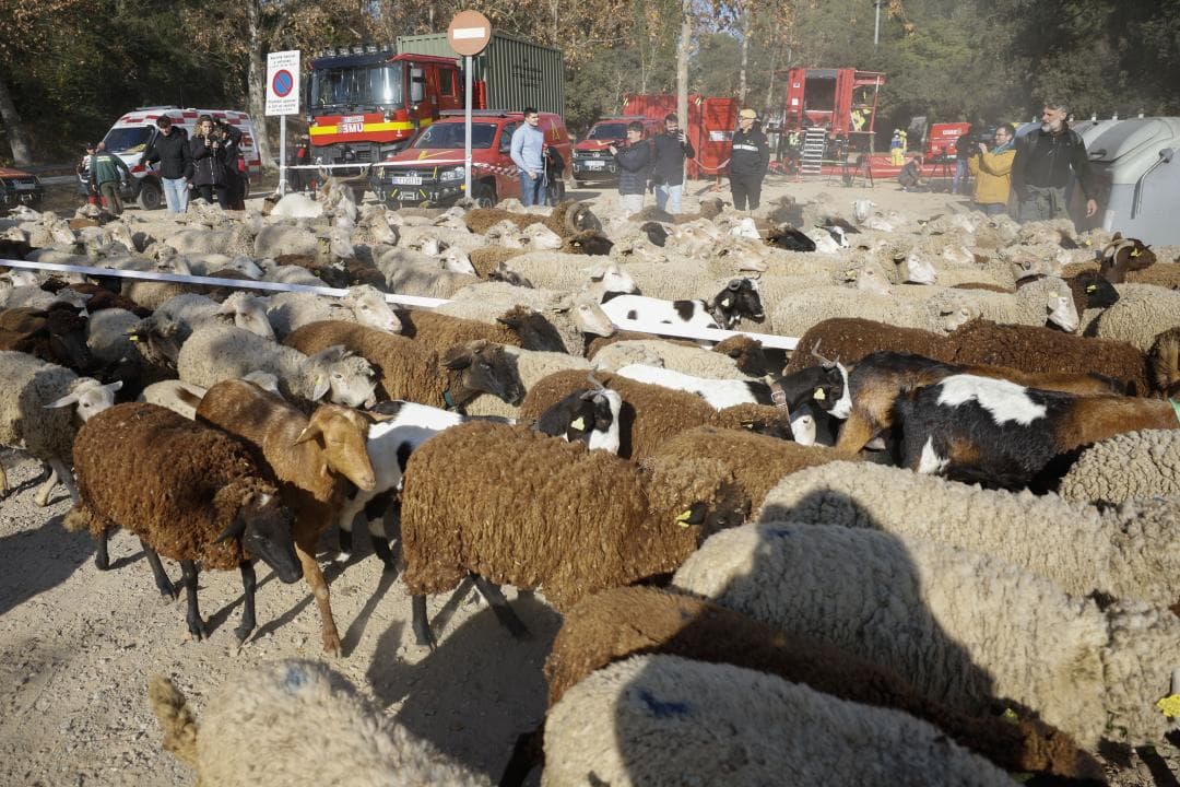 Ovelles alienes al brot de PPA