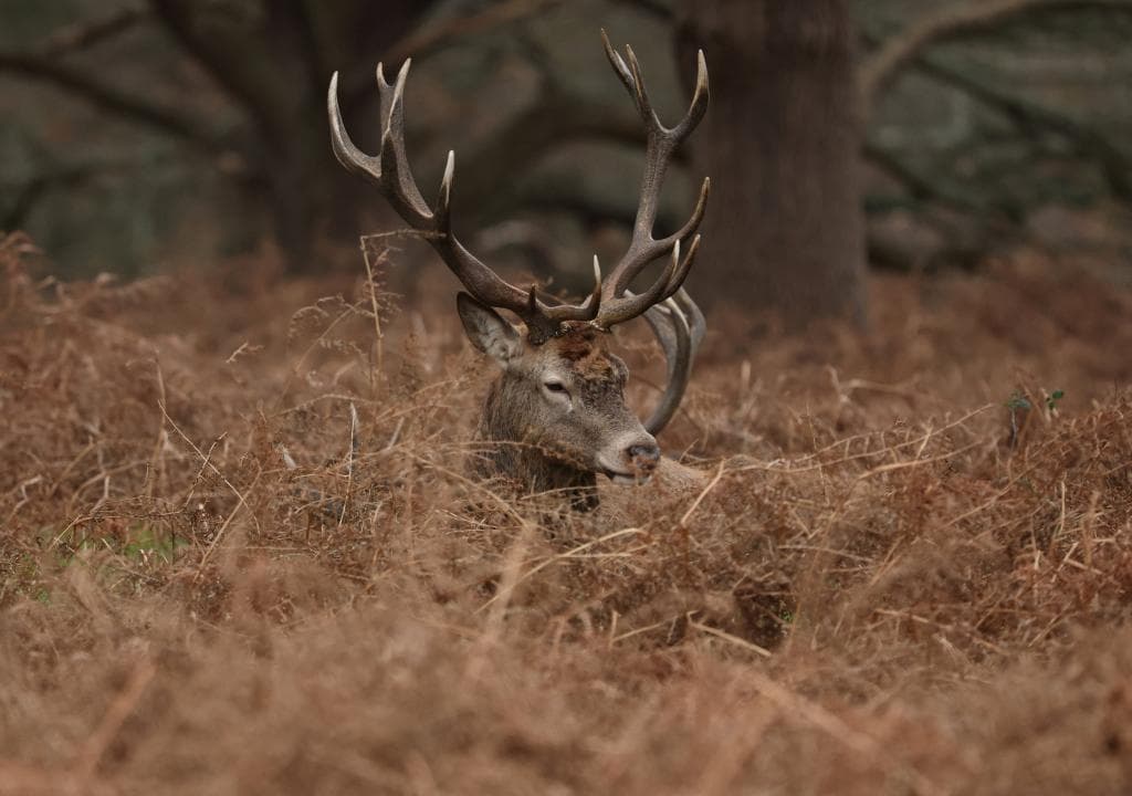 Naturalesa majestuosa