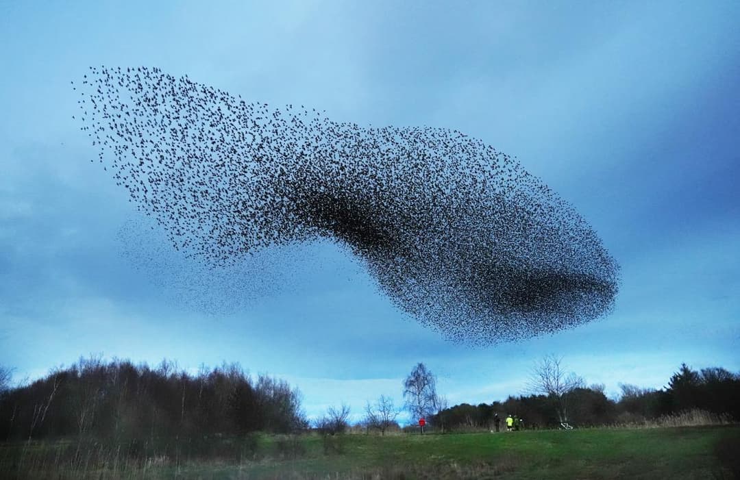 La dansa dels estornells