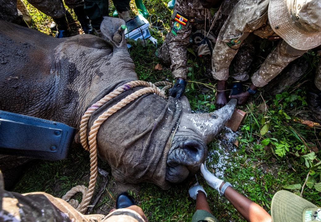 Rinoceronts a Uganda