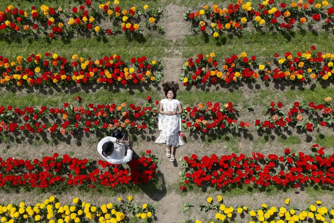 Tulipes britàniques