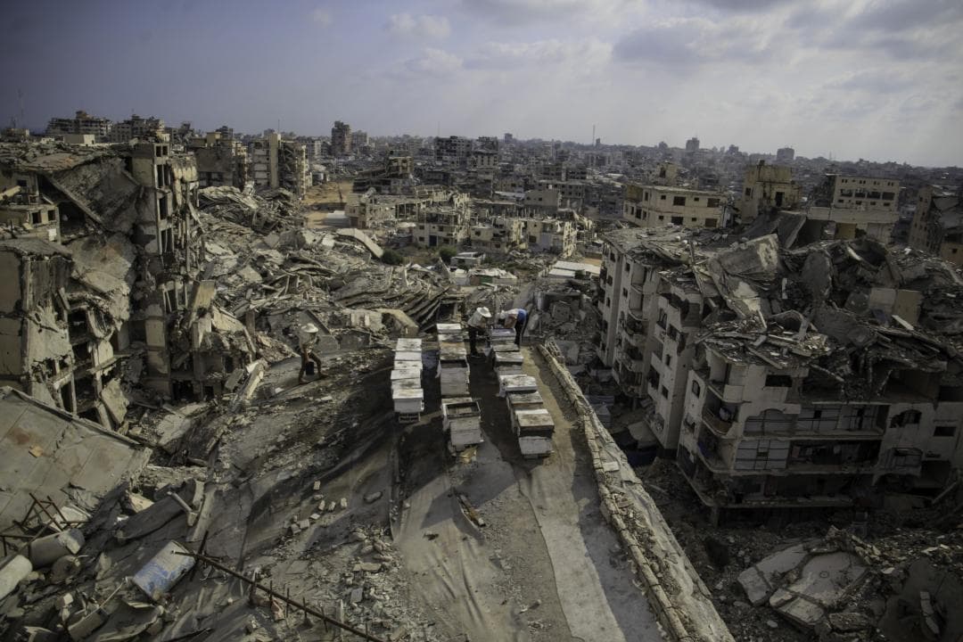 Les abelles troben el seu lloc enmig d'una Gaza devastada
