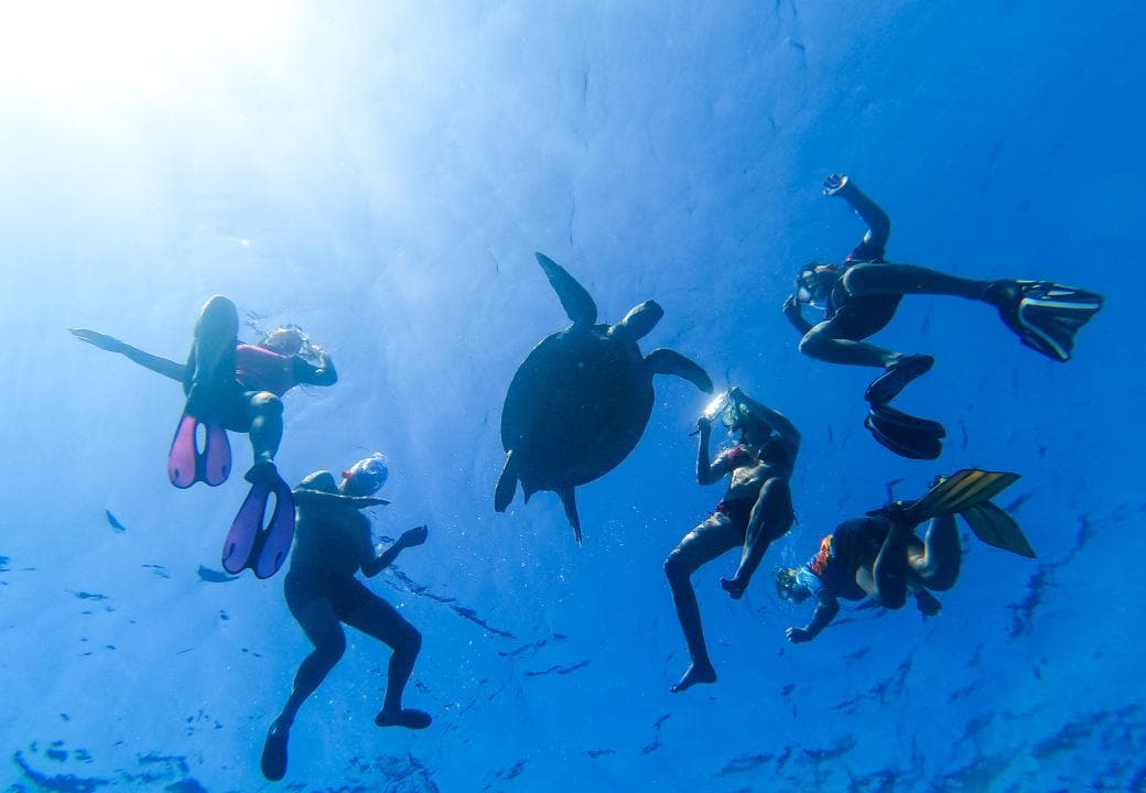 Pressió a les tortugues