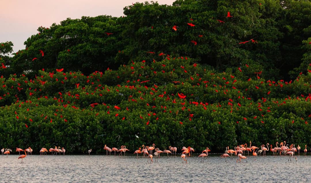 L’ibis escarlata, en perill